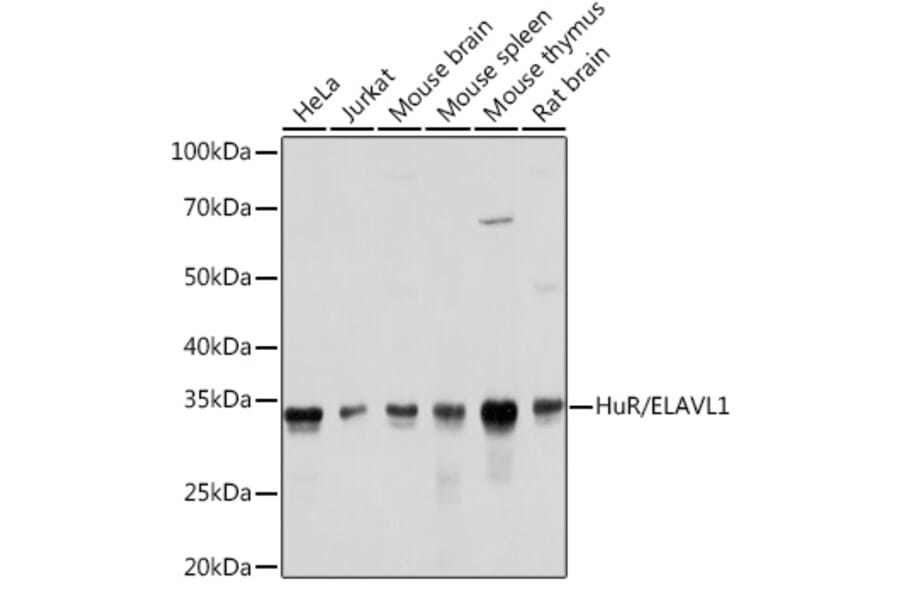 Western Blot - Anti-HuR/ELAVL1 Antibody [ARC0101] (A307808) - Antibodies.com