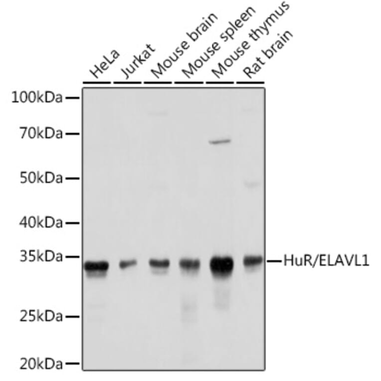 Western Blot - Anti-HuR / ELAVL1 Antibody [ARC0101] (A307808) - Antibodies.com