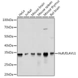 Western Blot - Anti-HuR / ELAVL1 Antibody [ARC0101] (A307808) - Antibodies.com