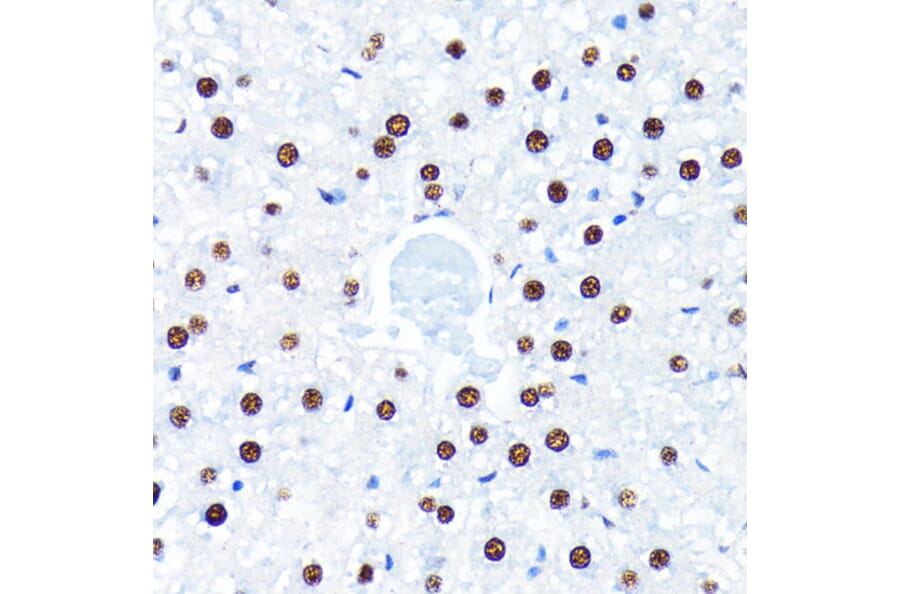 Immunohistochemistry - Anti-HuR/ELAVL1 Antibody [ARC0101] (A307808) - Antibodies.com