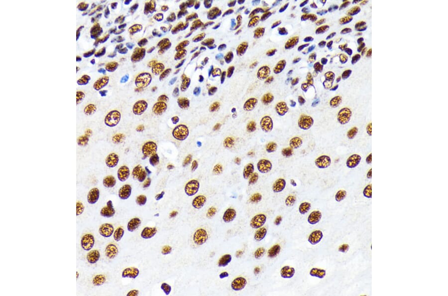 Immunohistochemistry - Anti-HuR/ELAVL1 Antibody [ARC0101] (A307808) - Antibodies.com