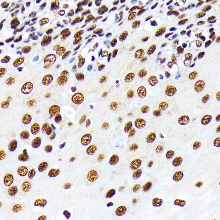 Immunohistochemistry - Anti-HuR / ELAVL1 Antibody [ARC0101] (A307808) - Antibodies.com