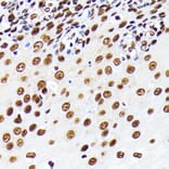 Immunohistochemistry - Anti-HuR / ELAVL1 Antibody [ARC0101] (A307808) - Antibodies.com