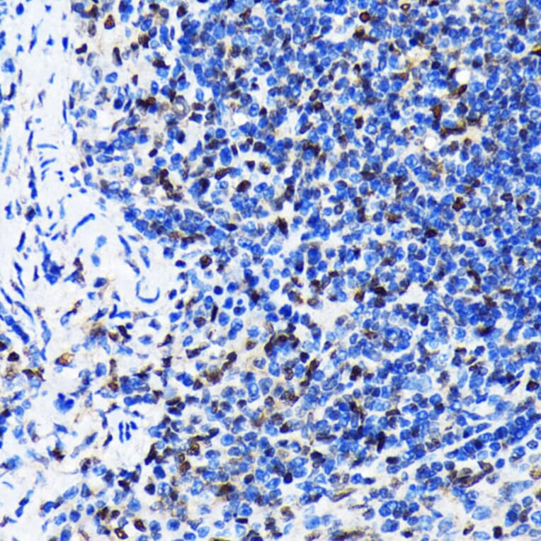 Immunohistochemistry - Anti-HuR / ELAVL1 Antibody [ARC0101] (A307808) - Antibodies.com