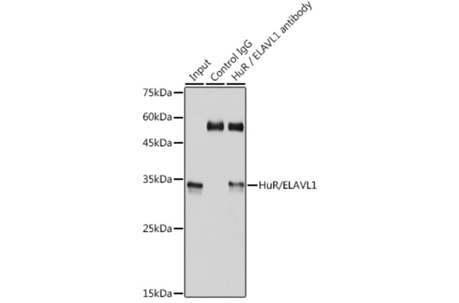 Western Blot - Anti-HuR/ELAVL1 Antibody [ARC0101] (A307808) - Antibodies.com