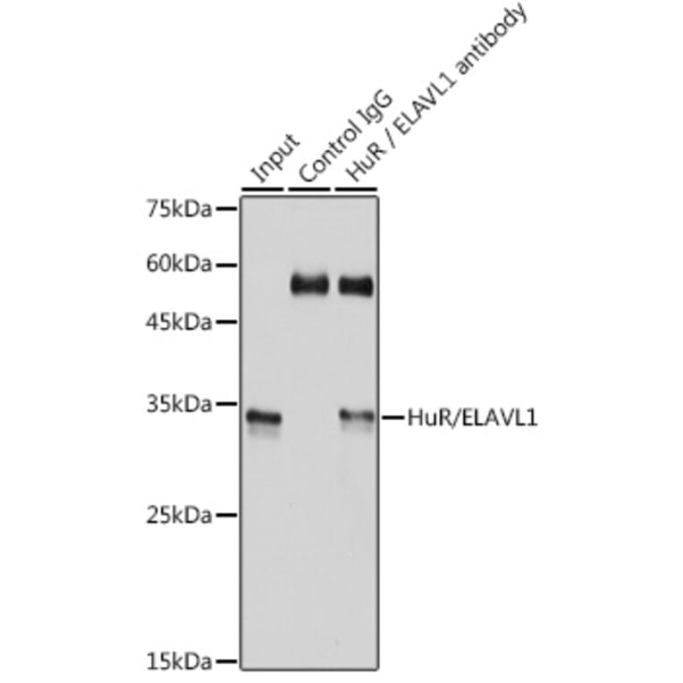 Western Blot - Anti-HuR / ELAVL1 Antibody [ARC0101] (A307808) - Antibodies.com