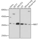 Western Blot - Anti-NEK7 Antibody [ARC2342] (A307814) - Antibodies.com