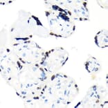 Immunohistochemistry - Anti-RCC1 Antibody [ARC1834] (A307816) - Antibodies.com