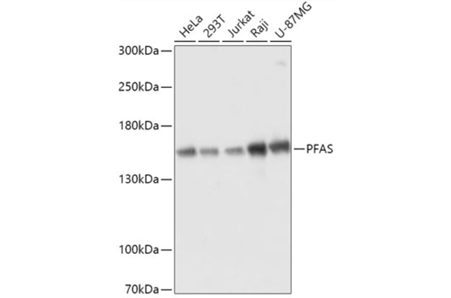 Western Blot - Anti-PFAS Antibody (A307818) - Antibodies.com