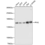Western Blot - Anti-PFAS Antibody (A307818) - Antibodies.com