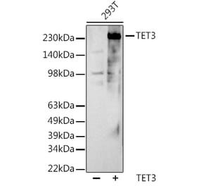 Western Blot - Anti-TET3 Antibody (A307819) - Antibodies.com