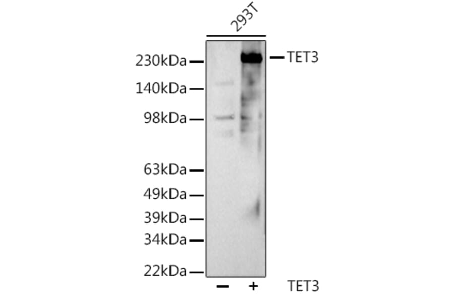 Western Blot - Anti-TET3 Antibody (A307819) - Antibodies.com