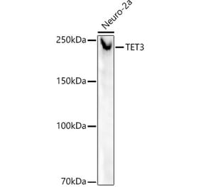 Western Blot - Anti-TET3 Antibody [ARC52663] (A307820) - Antibodies.com