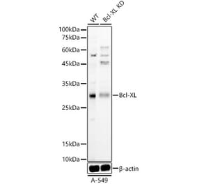 Western Blot - Anti-Bcl-XL Antibody (A307822) - Antibodies.com