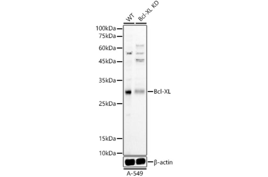 Western Blot - Anti-Bcl-XL Antibody (A307822) - Antibodies.com