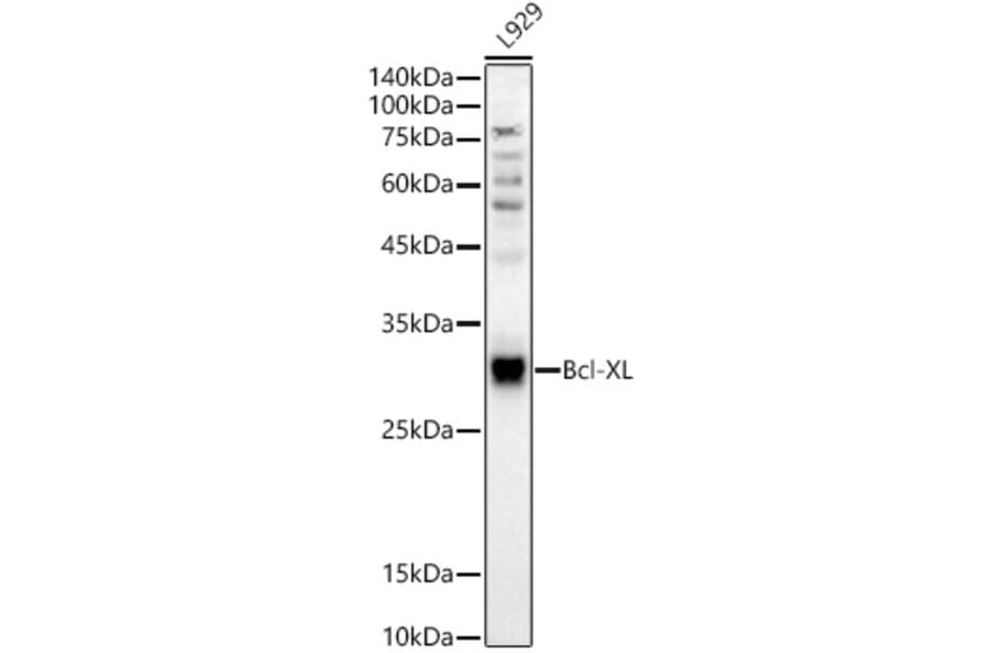 Western Blot - Anti-Bcl-XL Antibody (A307822) - Antibodies.com