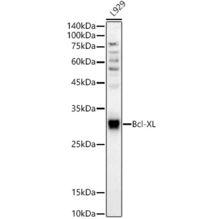 Western Blot - Anti-Bcl-XL Antibody (A307822) - Antibodies.com
