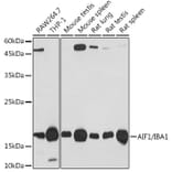 Western Blot - Anti-Iba1 Antibody [ARC2301] (A307823) - Antibodies.com