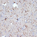 Immunohistochemistry - Anti-Iba1 Antibody [ARC2301] (A307823) - Antibodies.com