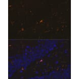 Immunofluorescence - Anti-Iba1 Antibody [ARC2301] (A307823) - Antibodies.com