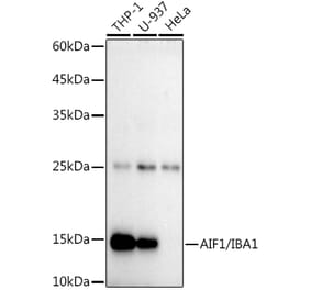 Western Blot - Anti-Iba1 Antibody [ARC51847] (A307825) - Antibodies.com