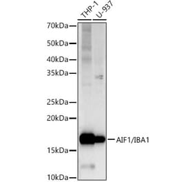 Western Blot - Anti-Iba1 Antibody [ARC51834 + ARC51838] (A307826) - Antibodies.com