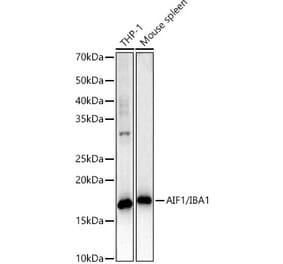 Western Blot - Anti-Iba1 Antibody [ARC51834 + ARC51835] (A307827) - Antibodies.com