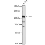 Western Blot - Anti-TPX2 Antibody (A307828) - Antibodies.com