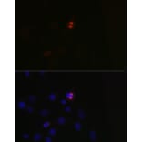 Immunofluorescence - Anti-TPX2 Antibody (A307828) - Antibodies.com
