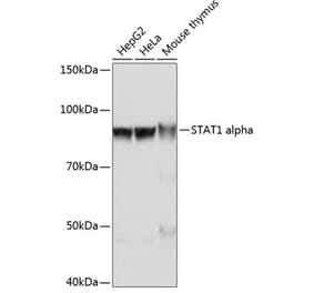 Western Blot - Anti-STAT1 Antibody [ARC0042] (A307829) - Antibodies.com