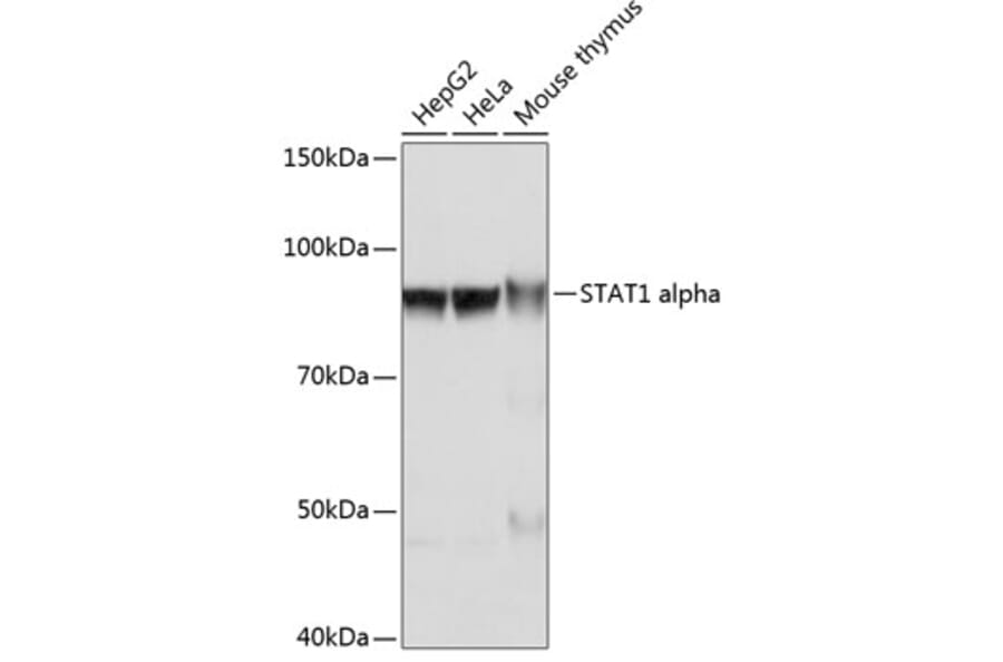 Western Blot - Anti-STAT1 Antibody [ARC0042] (A307829) - Antibodies.com