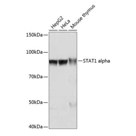 Western Blot - Anti-STAT1 Antibody [ARC0042] (A307829) - Antibodies.com