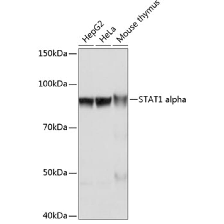 Western Blot - Anti-STAT1 Antibody [ARC0042] (A307829) - Antibodies.com