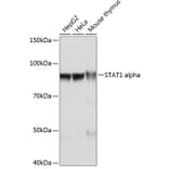 Western Blot - Anti-STAT1 Antibody [ARC0042] (A307829) - Antibodies.com