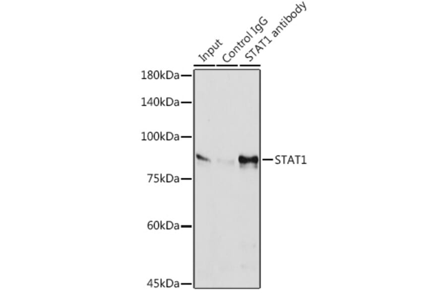 Western Blot - Anti-STAT1 Antibody [ARC0042] (A307829) - Antibodies.com