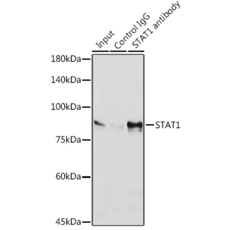 Western Blot - Anti-STAT1 Antibody [ARC0042] (A307829) - Antibodies.com