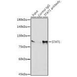 Western Blot - Anti-STAT1 Antibody [ARC0042] (A307829) - Antibodies.com