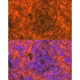 Immunofluorescence - Anti-CD83 Antibody [ARC0935] (A307830) - Antibodies.com