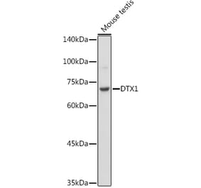 Western Blot - Anti-DTX1 Antibody (A307832) - Antibodies.com