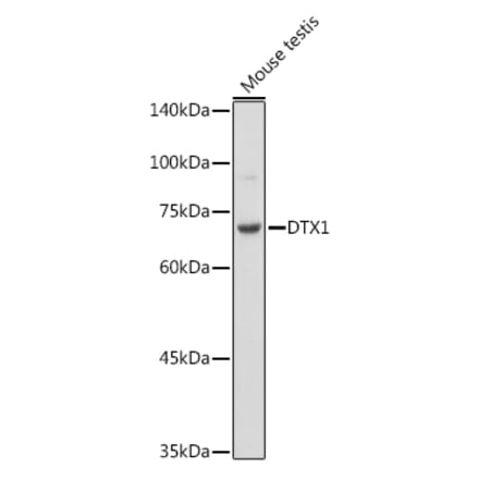 Western Blot - Anti-DTX1 Antibody (A307832) - Antibodies.com