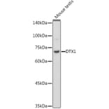 Western Blot - Anti-DTX1 Antibody (A307832) - Antibodies.com