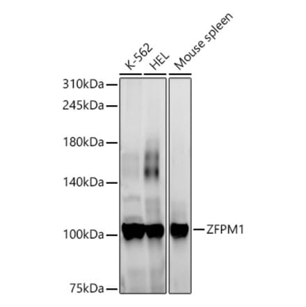 Western Blot - Anti-FOG1 Antibody (A307836) - Antibodies.com
