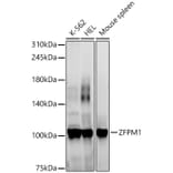 Western Blot - Anti-FOG1 Antibody (A307836) - Antibodies.com