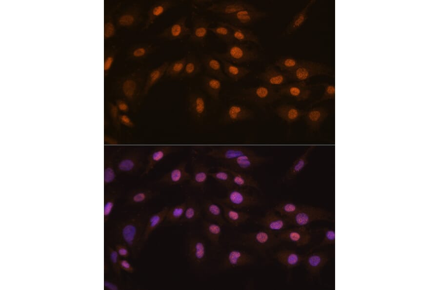 Immunofluorescence - Anti-FOG1 Antibody (A307836) - Antibodies.com