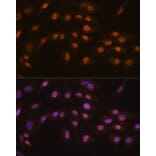 Immunofluorescence - Anti-FOG1 Antibody (A307836) - Antibodies.com