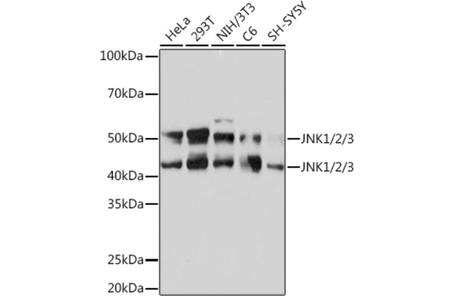 Western Blot - Anti-JNK1 + JNK2 + JNK3 Antibody [ARC0291] (A307841) - Antibodies.com