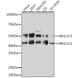 Western Blot - Anti-JNK1 + JNK2 + JNK3 Antibody [ARC0291] (A307841) - Antibodies.com