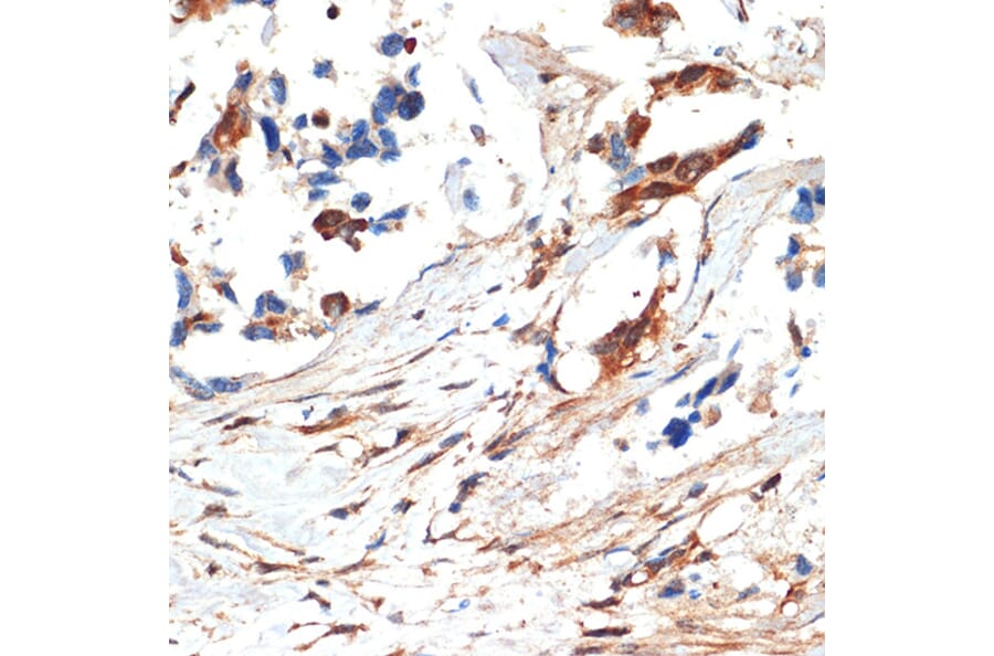 Immunohistochemistry - Anti-JNK1 + JNK2 + JNK3 Antibody (A307842) - Antibodies.com