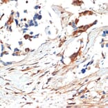 Immunohistochemistry - Anti-JNK1 + JNK2 + JNK3 Antibody (A307842) - Antibodies.com