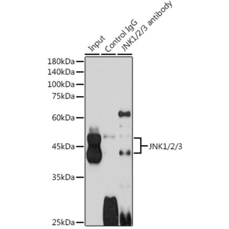 Western Blot - Anti-JNK1 + JNK2 + JNK3 Antibody (A307842) - Antibodies.com